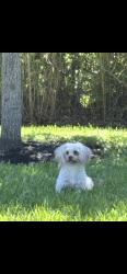 Lost Female Dog last seen reveillie, Houston, TX 77087