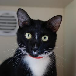 Shelter Stray Male Cat last seen , 3607 N Armenia Ave, Tampa, FL 33607, USA