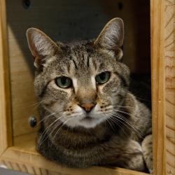Shelter Stray Male Cat last seen , 3607 N Armenia Ave, Tampa, FL 33607, USA