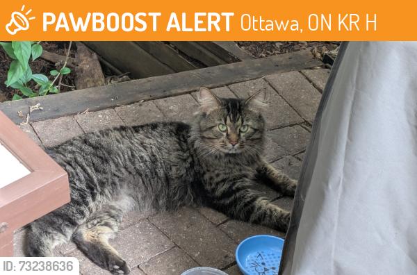 Found/Stray Unknown Cat last seen Bay and Lisgar streets, Ottawa, ON K1R 5H5