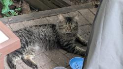Found/Stray Unknown Cat last seen Bay and Lisgar streets, Ottawa, ON K1R 5H5