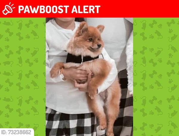 Lost Male Dog last seen Magnolia, Villages Of Cypress Lakes, TX 77429
