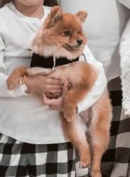 Lost Male Dog last seen Magnolia, Villages Of Cypress Lakes, TX 77429