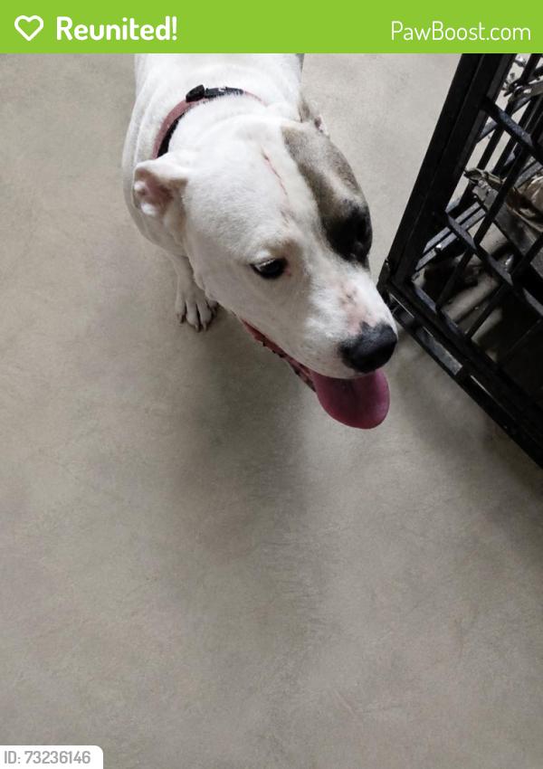 Reunited Female Dog last seen Plaza 290 & Mueschke Road, Plaza 290, TX 77377