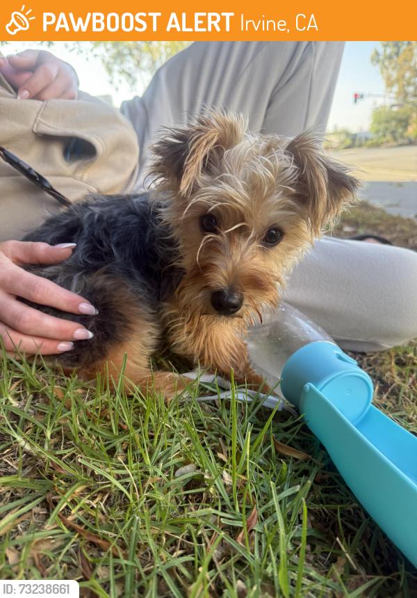 Found/Stray Female Dog last seen In between the Enzo and Axis 2300 apmt complexes, Irvine, CA 92612