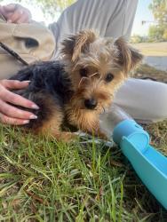 Found/Stray Female Dog last seen In between the Enzo and Axis 2300 apmt complexes, Irvine, CA 92612