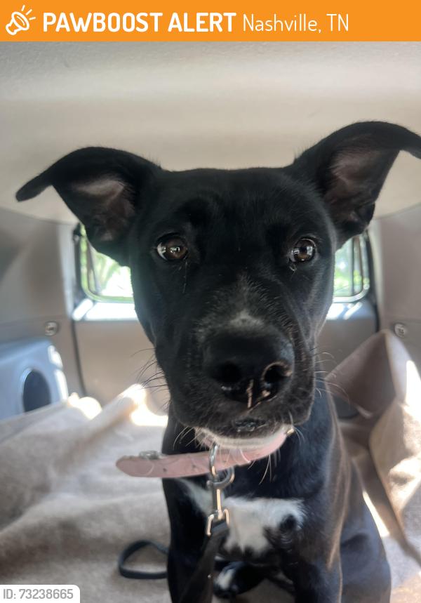 Found/Stray Female Dog last seen Massman, Patricia dr., Nashville, TN 37217