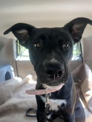 Found/Stray Female Dog last seen Massman, Patricia dr., Nashville, TN 37217