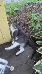 Lost Male Cat last seen Taft rd at Bush Way townshend, VT, Townshend, VT 05353
