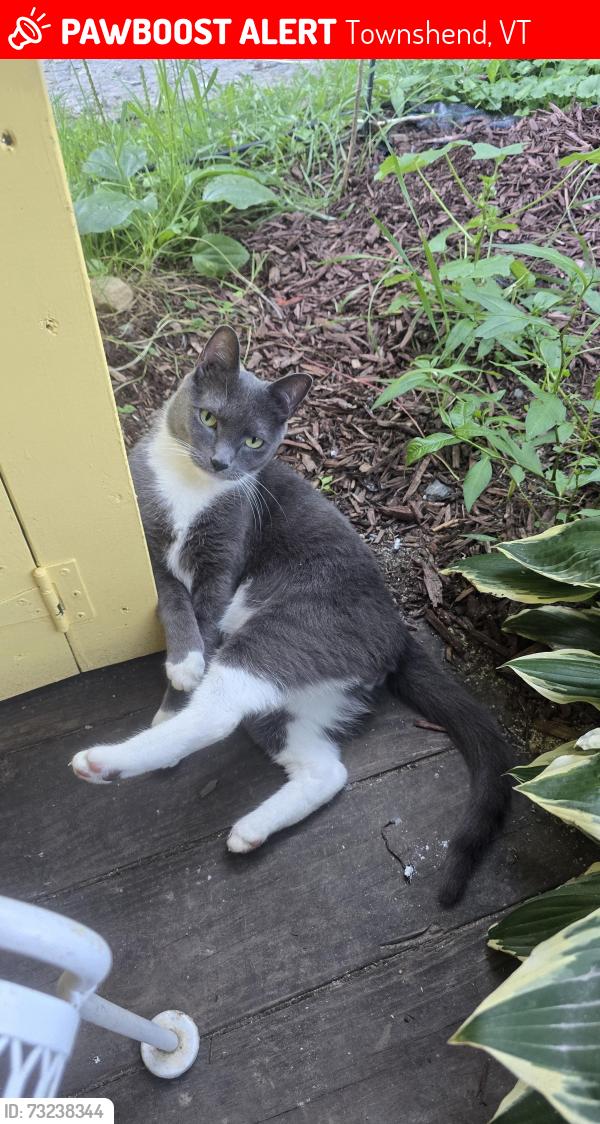 Lost Male Cat last seen Taft rd at Bush Way townshend, VT, Townshend, VT 05353