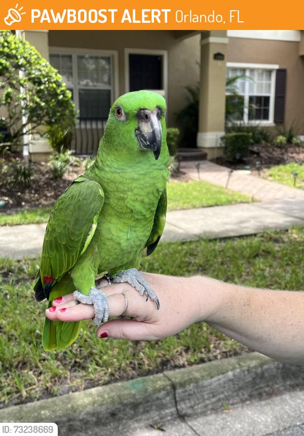 Found/Stray Unknown Bird last seen Enclave at Moss Park, Orlando, FL 32832