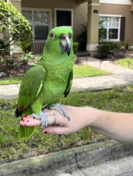 Found/Stray Unknown Bird last seen Enclave at Moss Park, Orlando, FL 32832