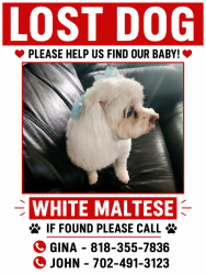 Lost Female Dog last seen Near High Forest Ave, Las Vegas, Las Vegas, NV 89123