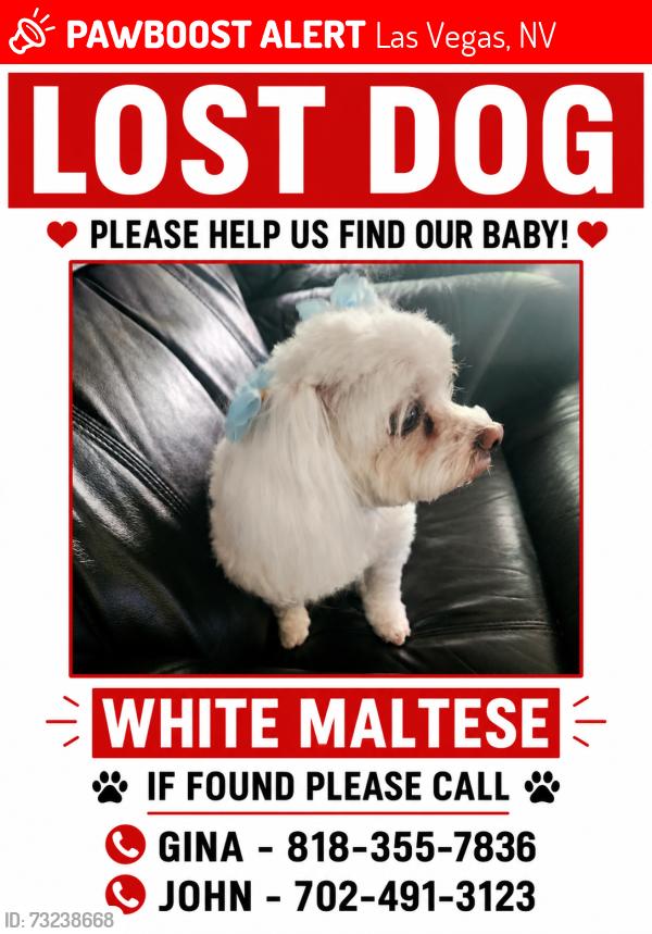 Lost Female Dog last seen Near High Forest Ave, Las Vegas, Las Vegas, NV 89123