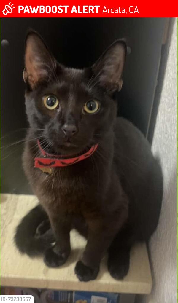 Lost Male Cat last seen LK Wood Blvd and Diamond Drive, Arcata, CA 95521