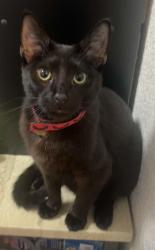 Lost Male Cat last seen LK Wood Blvd and Diamond Drive, Arcata, CA 95521