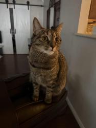 Lost Female Cat last seen Holy Name of Mary Church, La Verne, CA 91750