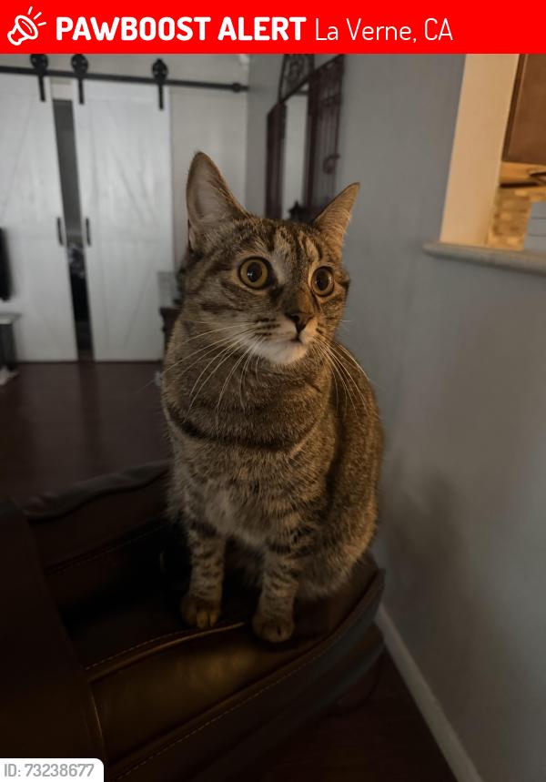 Lost Female Cat last seen Holy Name of Mary Church, La Verne, CA 91750