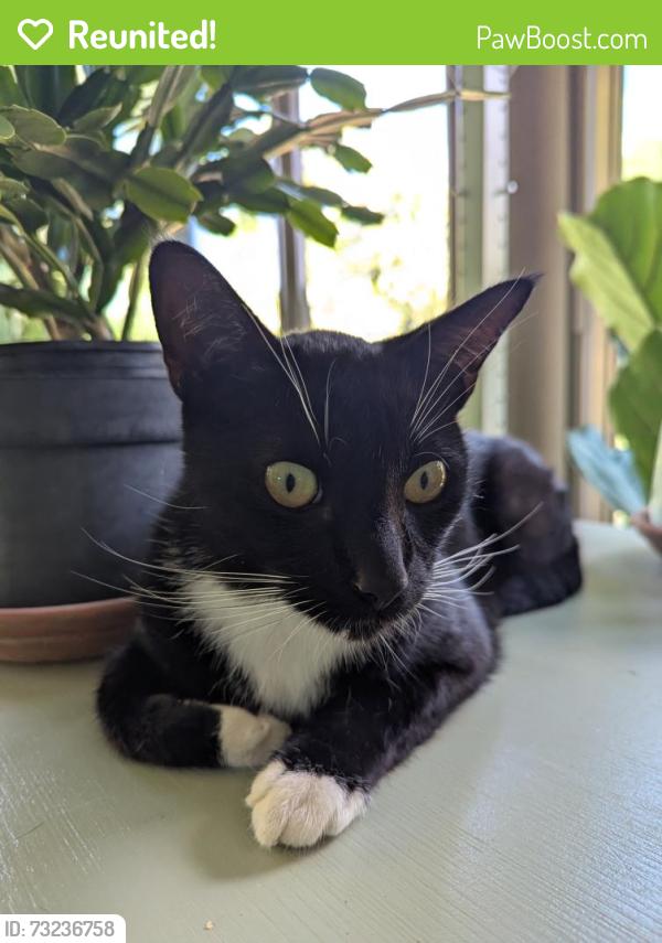 Reunited Unknown Cat last seen Lynn Road & Fernhill Ave, Thousand Oaks, CA 91320