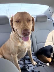 Found/Stray Female Dog last seen 101st & Elm, Broken Arrow, OK 74011