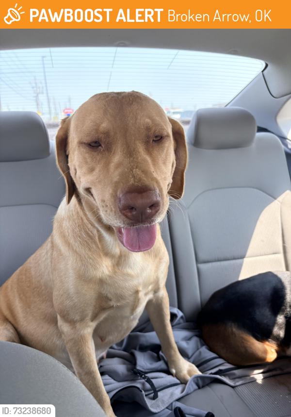 Found/Stray Female Dog last seen 101st & Elm, Broken Arrow, OK 74011