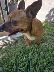 Found/Stray Male Dog last seen Canterbury and osbourne, Los Angeles, CA 91331