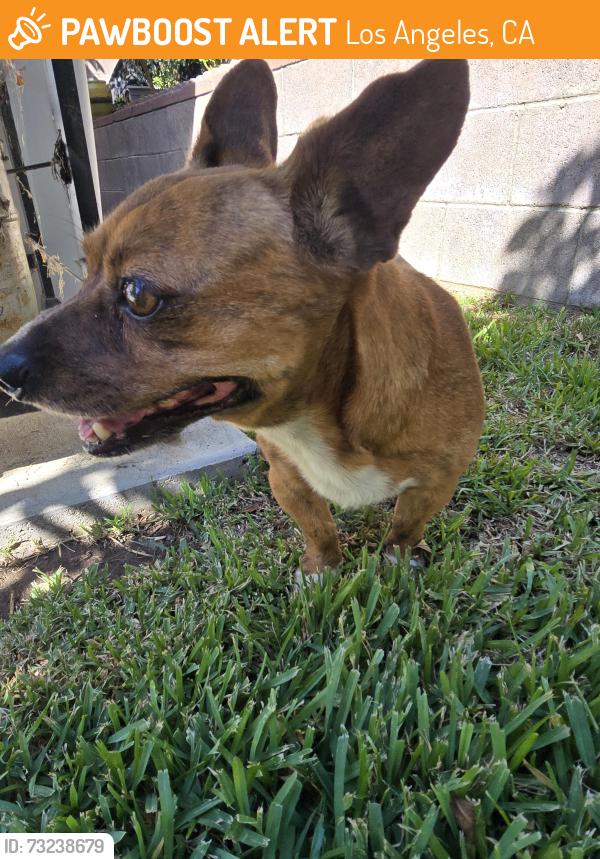 Found/Stray Male Dog last seen Canterbury and osbourne, Los Angeles, CA 91331