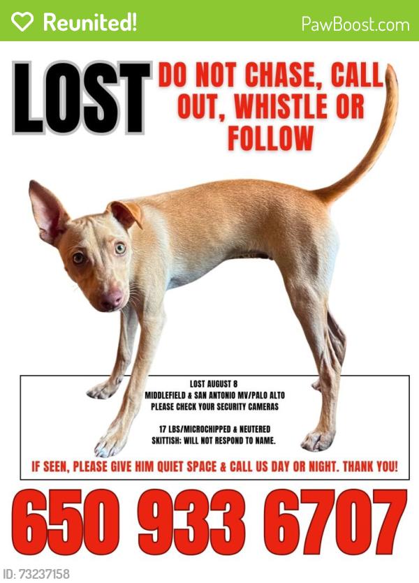 Reunited Male Dog last seen Middlefield Road, Fern Ave, Palo Alto, CA 94306