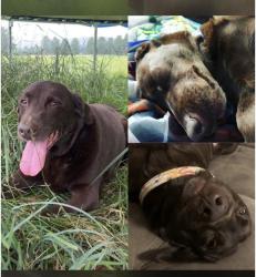 Lost Female Dog last seen Zion Stone Church, Northampton, PA 18067