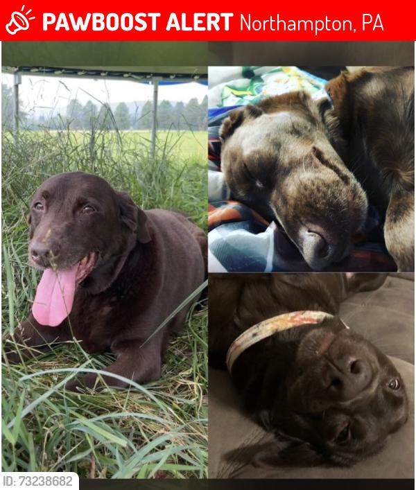 Lost Female Dog last seen Zion Stone Church, Northampton, PA 18067