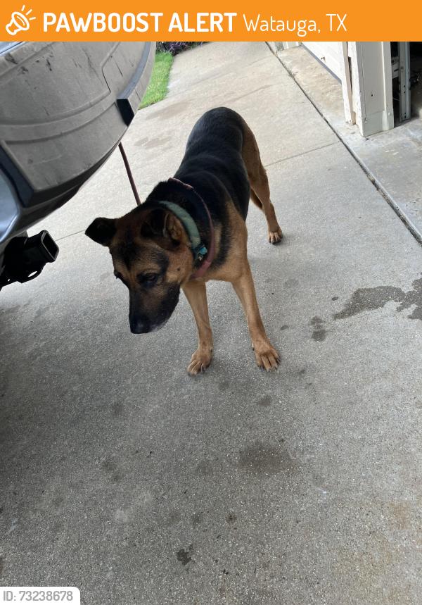 Found/Stray Unknown Dog last seen Brookdale & Ridgecrest, Watauga, TX 76148