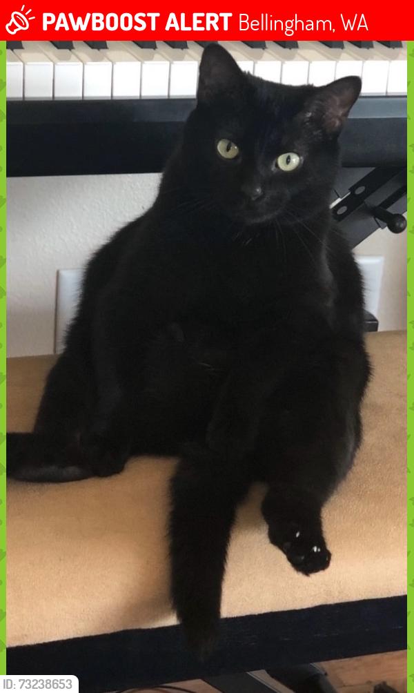 Lost Female Cat last seen Railroad Trail, Bellingham, WA 98229