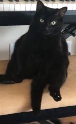 Lost Female Cat last seen Railroad Trail, Bellingham, WA 98229