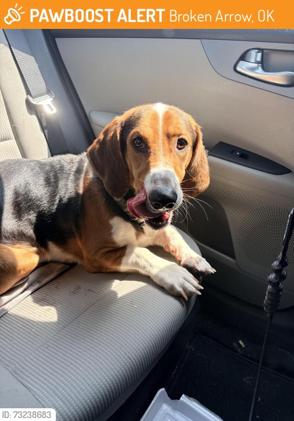 Found/Stray Male Dog last seen 101st & Elm, Broken Arrow, OK 74011