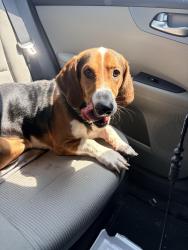Found/Stray Male Dog last seen 101st & Elm, Broken Arrow, OK 74011