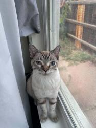 Found/Stray Male Cat last seen West 1st Ave and S Federal Blvd, Denver, CO 80219