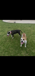 Lost Female Dog last seen nw 66th st, Oklahoma City, OK 73116