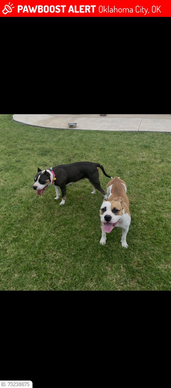 Lost Female Dog last seen nw 66th st, Oklahoma City, OK 73116