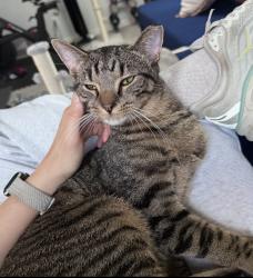 Reunited Male Cat last seen Brittany woods pool, Raleigh, NC 27613