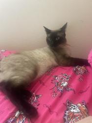 Reunited Male Cat last seen Capitol club apmts, Lacey, WA 98503