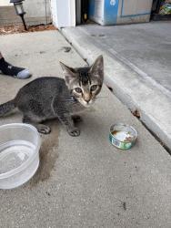Found/Stray Unknown Cat last seen River ridge, Des Moines, IA 50320