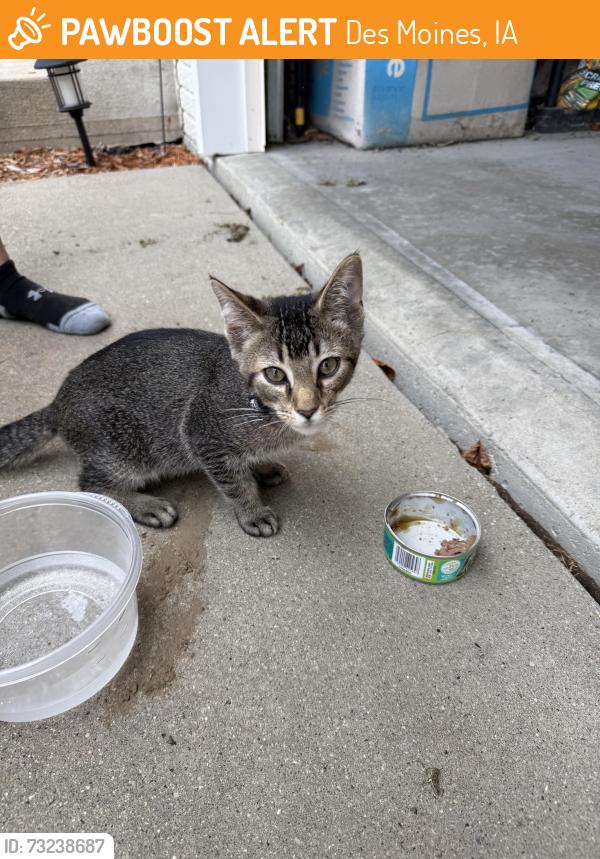 Found/Stray Unknown Cat last seen River ridge, Des Moines, IA 50320