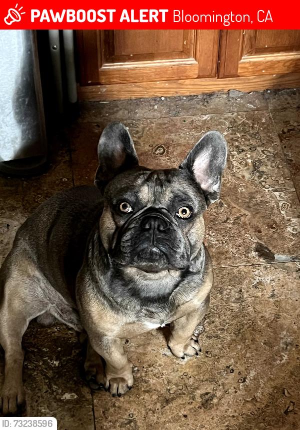 Lost Male Dog last seen Cedar and West Cedar, Bloomington, CA 92316