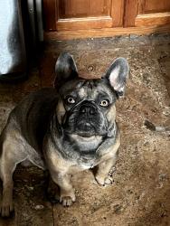 Lost Male Dog last seen Cedar and West Cedar, Bloomington, CA 92316