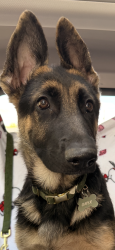 Lost Female Dog last seen Glenfarms, Trussville, AL 35173