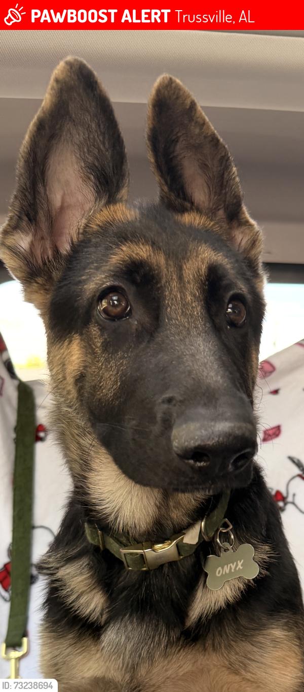 Lost Female Dog last seen Glenfarms, Trussville, AL 35173
