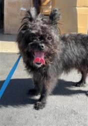 Shelter Stray Female Dog last seen , 333 Chandler Pl, San Bernardino, CA 92408, USA