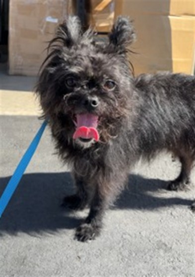 Shelter Stray Female Dog last seen , 333 Chandler Pl, San Bernardino, CA 92408, USA