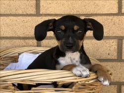 Shelter Stray Male Dog last seen , 3201 Lacy St, Los Angeles, CA 90031, USA