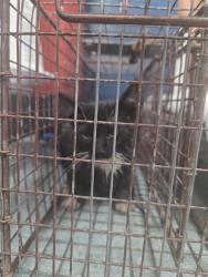 Shelter Stray Male Cat last seen , 201 S Mt Vernon Ave, Bakersfield, CA 93307, USA